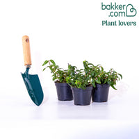 3 Fuchsias résistants au gel Brilliant