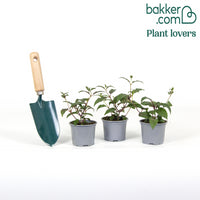 Fuchsia Mme Cornelissen