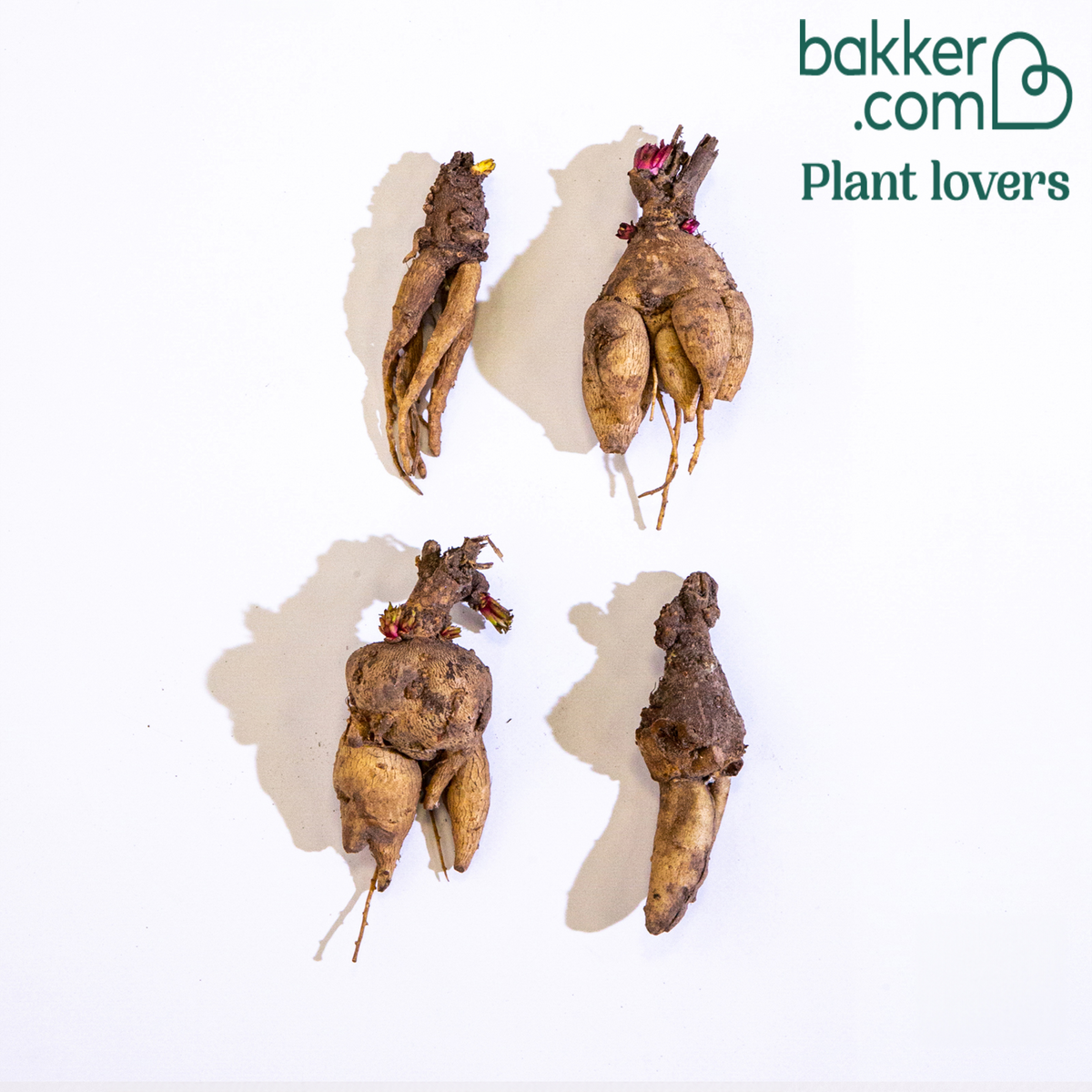 Bakker - 4 Terreurs des taupes blanches et roses - Incarvillea delavayi