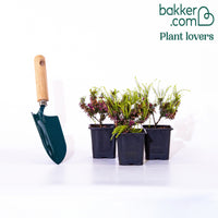 3 Bruyères d'hiver rouges