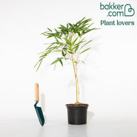 Bambou traçant jaune