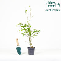 Bambou traçant noir