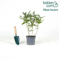 Bambou traçant à chaumes verts