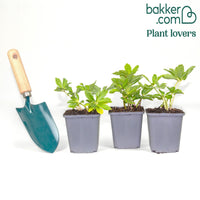 Hellébore 'Christmas Carol'