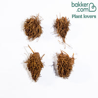 Bakker - 4 astilbes en mélange - Astilbe - Plantes vivaces
