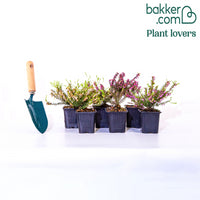 6 Bruyères d'hiver en mélange