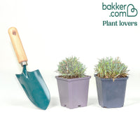 2 Œillets Paradis roses