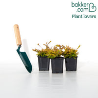 3 Bruyères d'été rose à feuilles jaunes