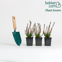 3 Bruyères d'été rose à feuilles vertes