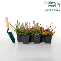 6 Bruyères d'été en mélange