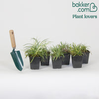 6 Œillets nains en mélange - Dianthus caryophyllus Grenadine, Plumarius Roseus - Bakker