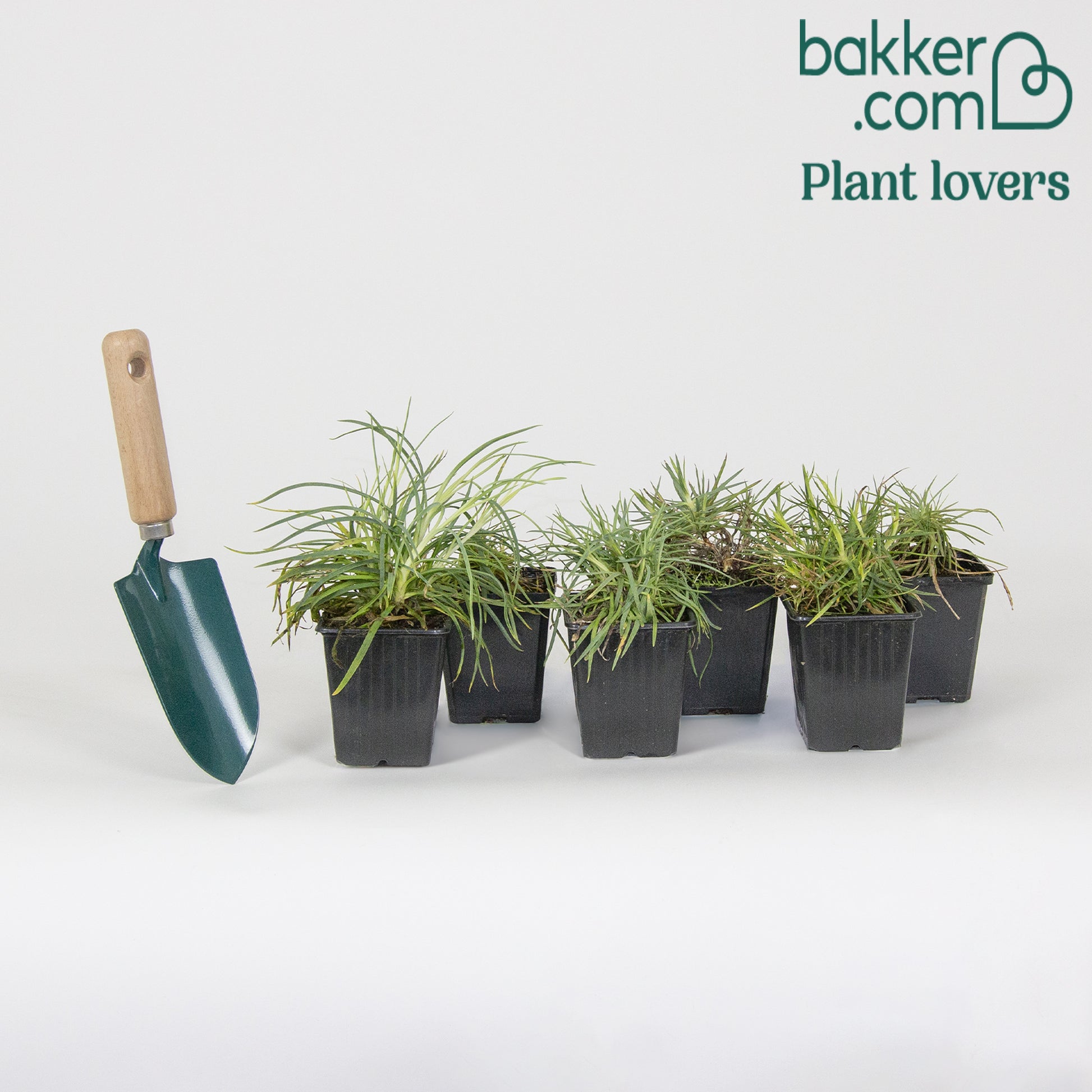 6 Œillets nains en mélange - Dianthus caryophyllus Grenadine, Plumarius Roseus - Bakker