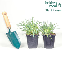 2 Œillets Grenadin Jaune