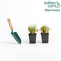 2 Œillets spiculifolius