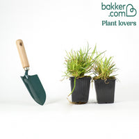 2 Œillets Grenadin Scarlet