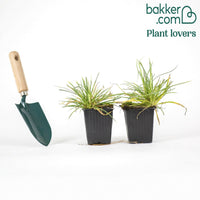 2 Œillets Grenadin Rouge