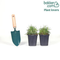 2 Œillets Grenadin White