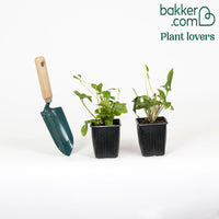 2 Roses de Noël doubles picotée