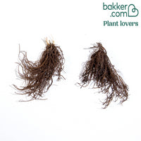 2 Roses de Noël doubles violette