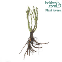 Rosier grimpant Pierre de Ronsard®