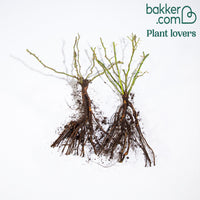 Collection de 2 Rosiers lianes Immensee blanc et Petite duchesse