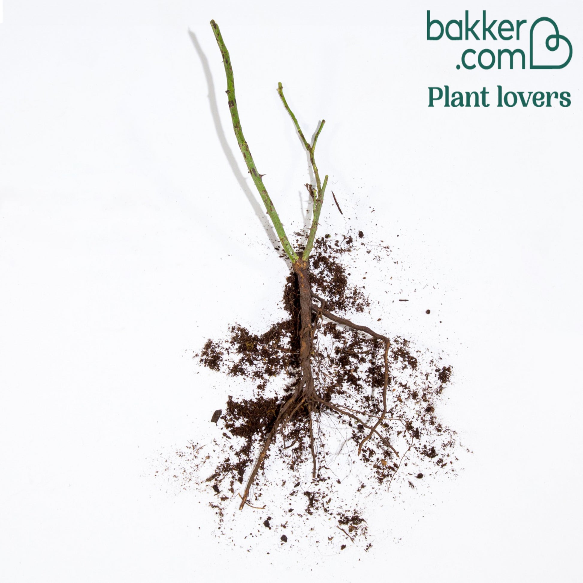 Rosiers - racines nues - Rosier buisson bicolore - Rosa