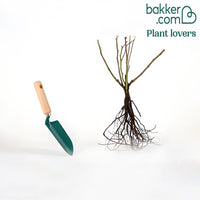 Rosier grimpant 'Santana'