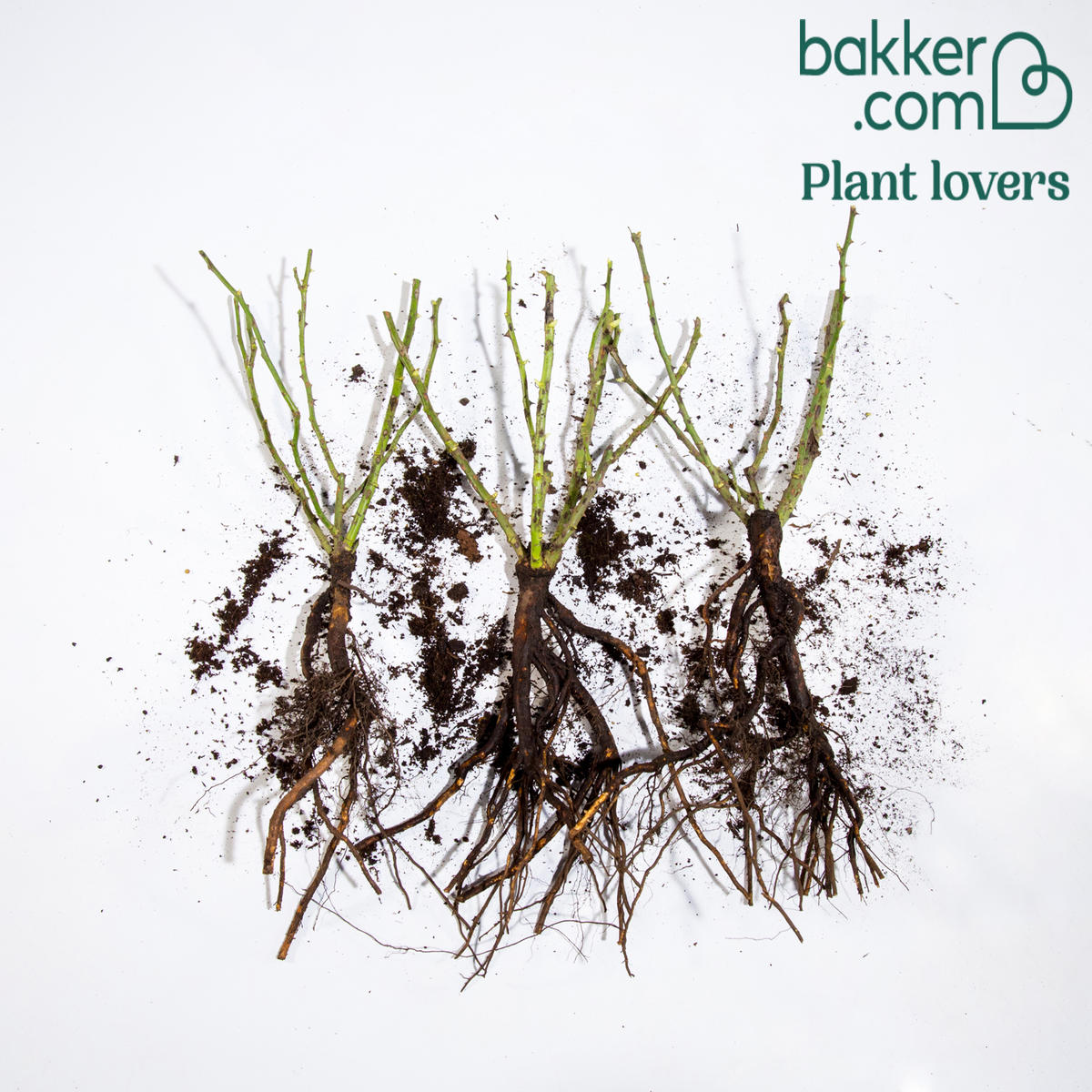 Bakker - 3 Mini-rosiers Randilla rouge - Rosa randilla