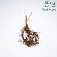 Cassissier à gros fruits Andega