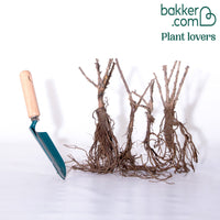 Collection de 4 groseilliers à maquereaux