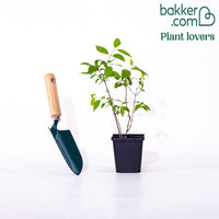 Seringat virginal Philadelphus