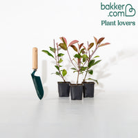 Bakker - Haie de 3 Photinias Red Robin - Photinia fraseri Red Robin