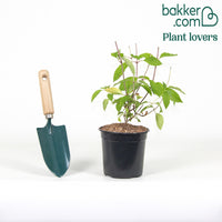 Hortensia paniculé 'Vanille Fraise'