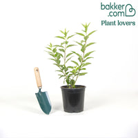 Forsythia Spectabilis