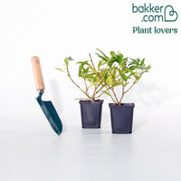 Forsythia Spectabilis