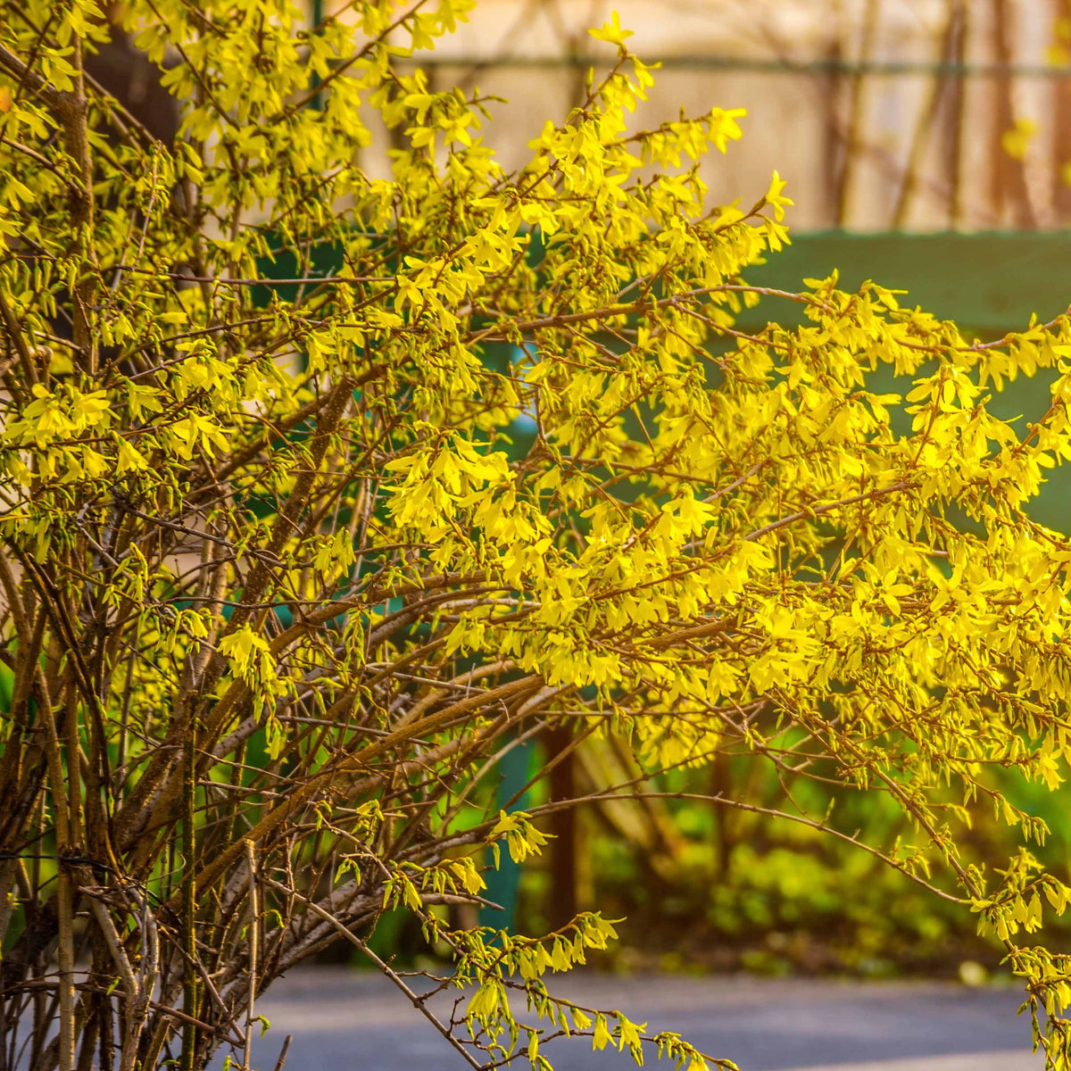 Vente Collection Haie fleuries et parfumées - 12 arbustes - Syringa vulgaris, Forsythia x intermedia  Spectabilis, Lonicera fragrantissima, Clethra alnifolia, Philadelphus virginal, Rosa rugosa
