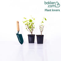 Bakker - Seringat virginal Philadelphus - Philadelphus virginal