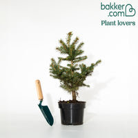 Bakker - Sapin bleu Sélection Bakker - Picea pungens maculata