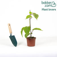 Kiwi autofertile 'Solissimo'