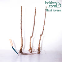 Collection de 3 mini-Cerisiers : Burlat, Van, Napoléon