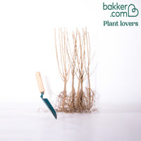 Haie de 5 Hibiscus de jardin