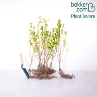 Troène de Californie