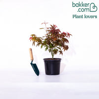 Érable du Japon 'Shaina'