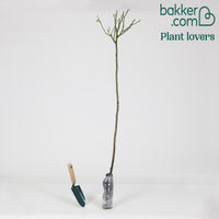 Bakker - Rosier sur tige Osiria - Rosa Osiria