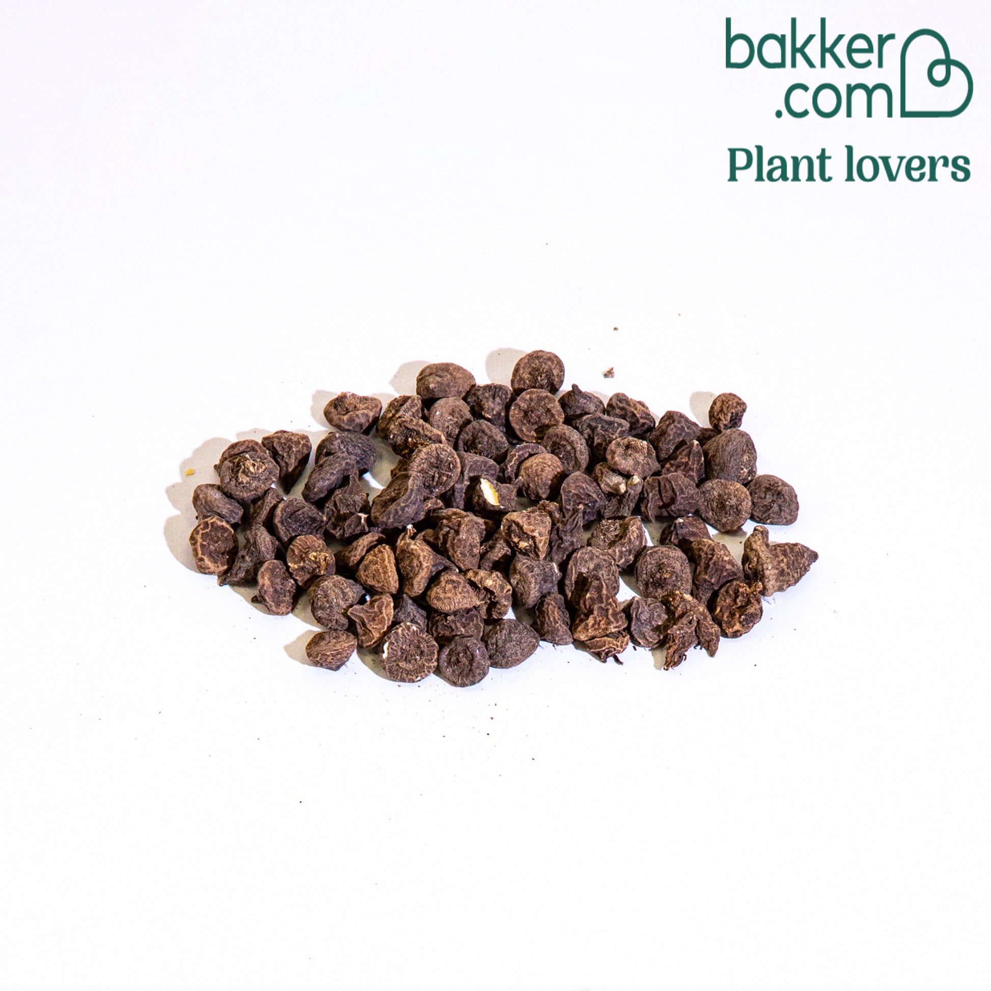 Bakker - Anémone de Caen en mélange - Anemone coronaria de caen