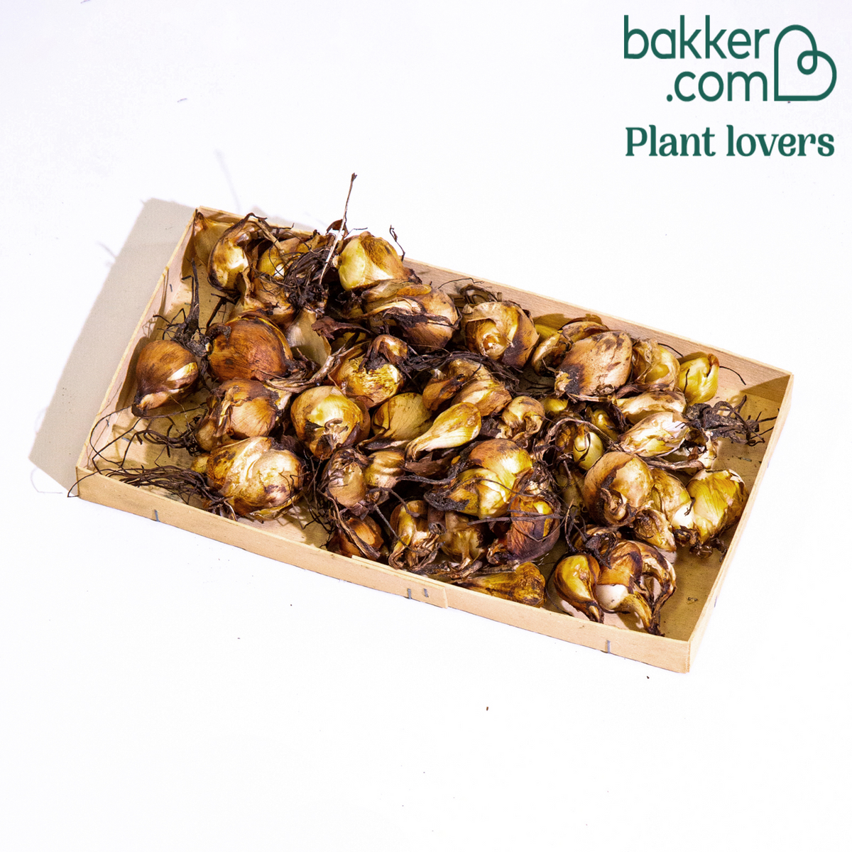 Bakker - Oeil-de-paon en mélange - Tigridia pavonia