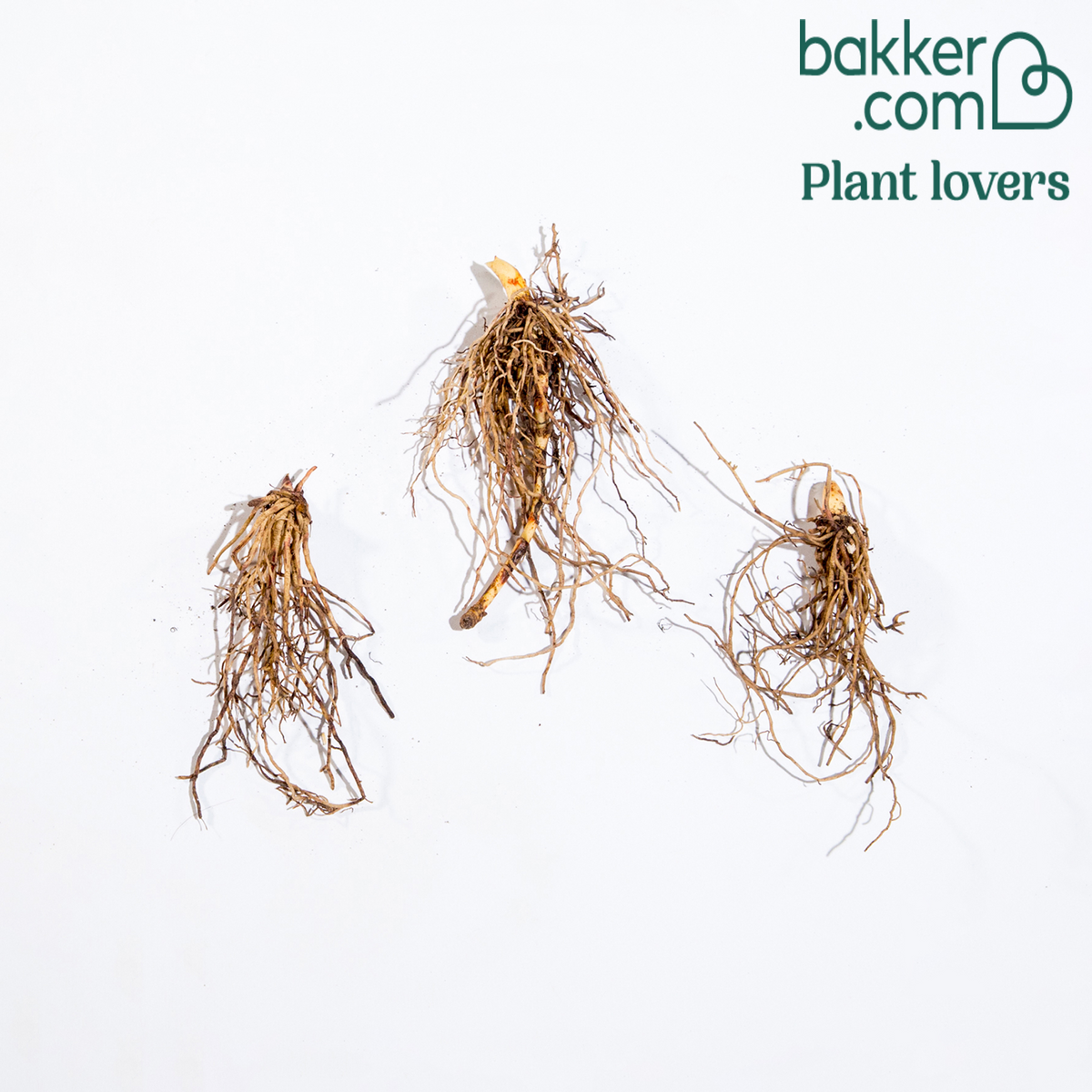 Bakker - 3 Muguets roses Extra - Convallaria majalis Rosea