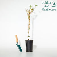 Chèvrefeuille grimpant Goldflame