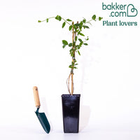 Chèvrefeuille grimpant American Beauty