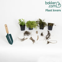 Collection variée de 12 plantes vivaces  - 2 m²